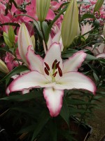 [5251 The Edge No01.JPG]